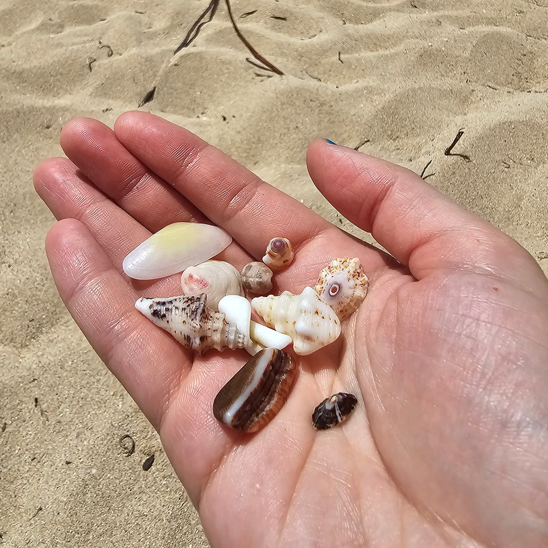 Hand hält Muscheln vor Sandstrand – Urlaub und Strandstimmung